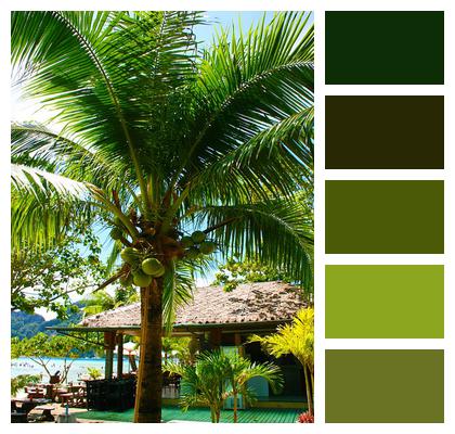 Tropical Coconut Tree Palm Image